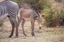Grevyzebras im Samburu NP